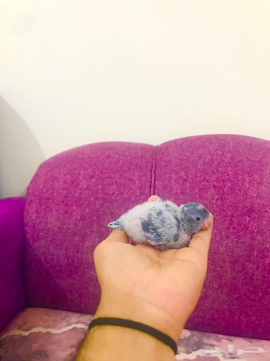 فروخ كويكر(تم البييع)64491008400259112