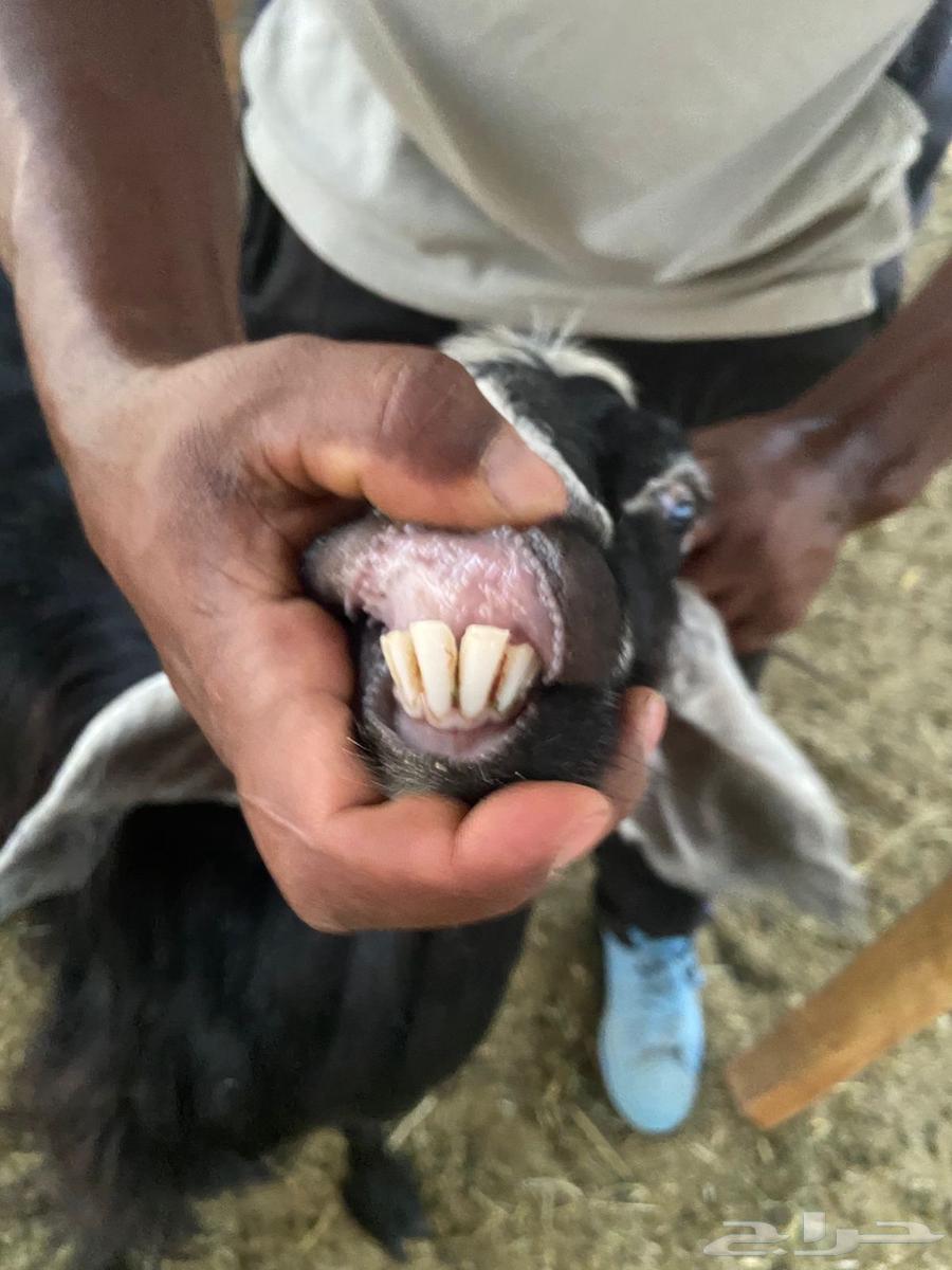 للبيع معزا مراح واحد ( تم البيع )64487897143809113