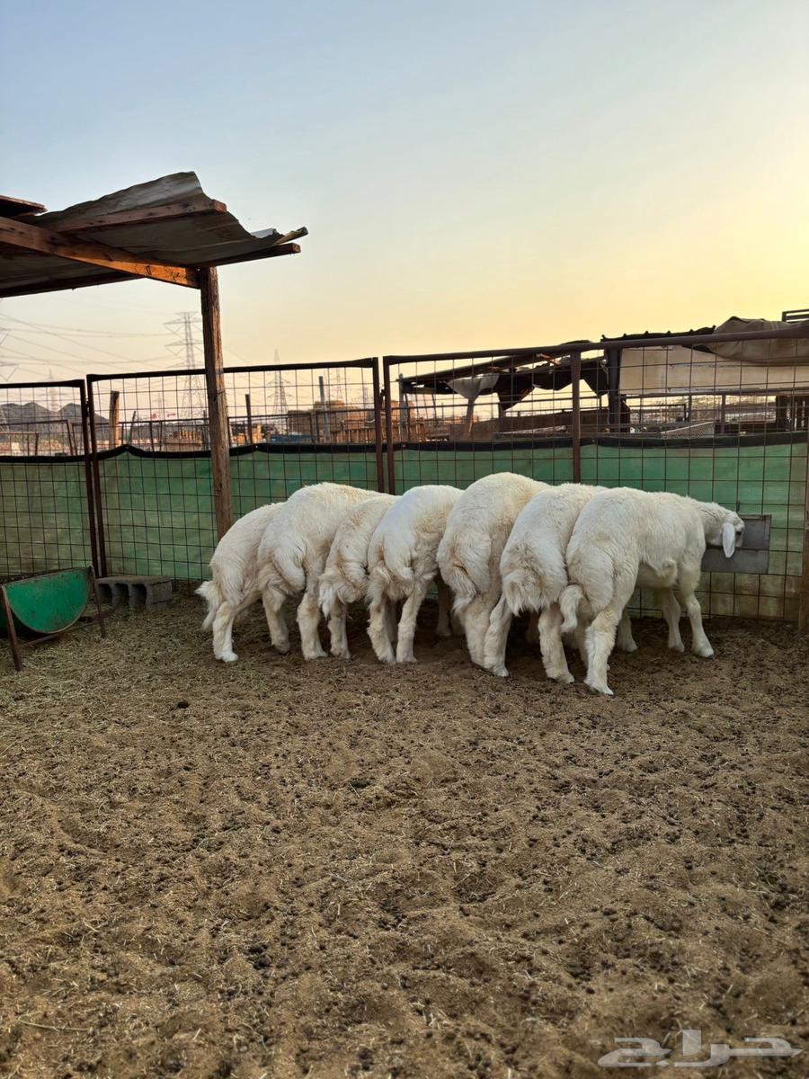 طليان للبيع جمله وتفريد64486482849922111