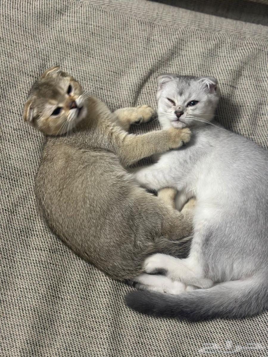 قطط للبيع64493975616131114