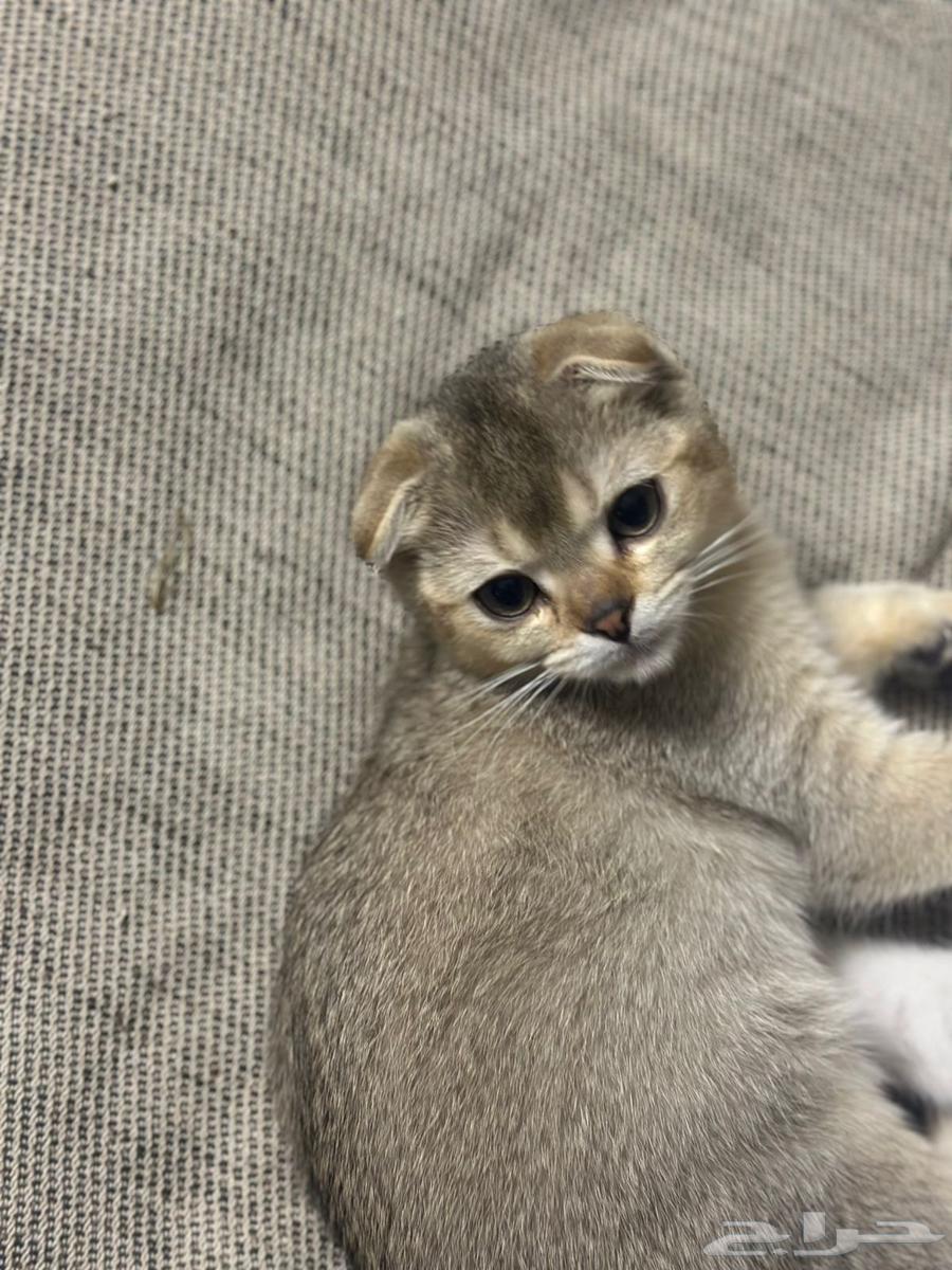 قطط للبيع64493975616131111