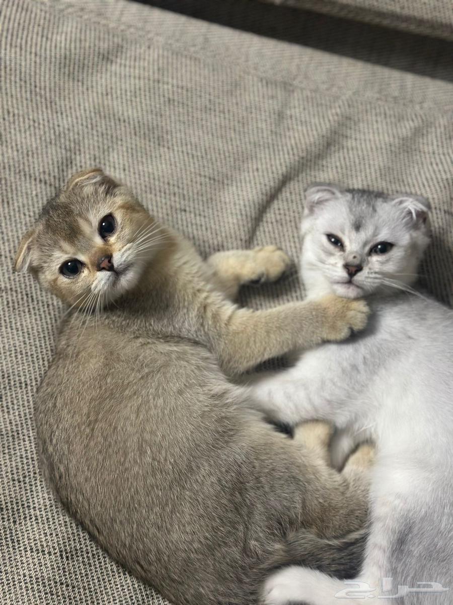 قطط للبيع64493975616131113