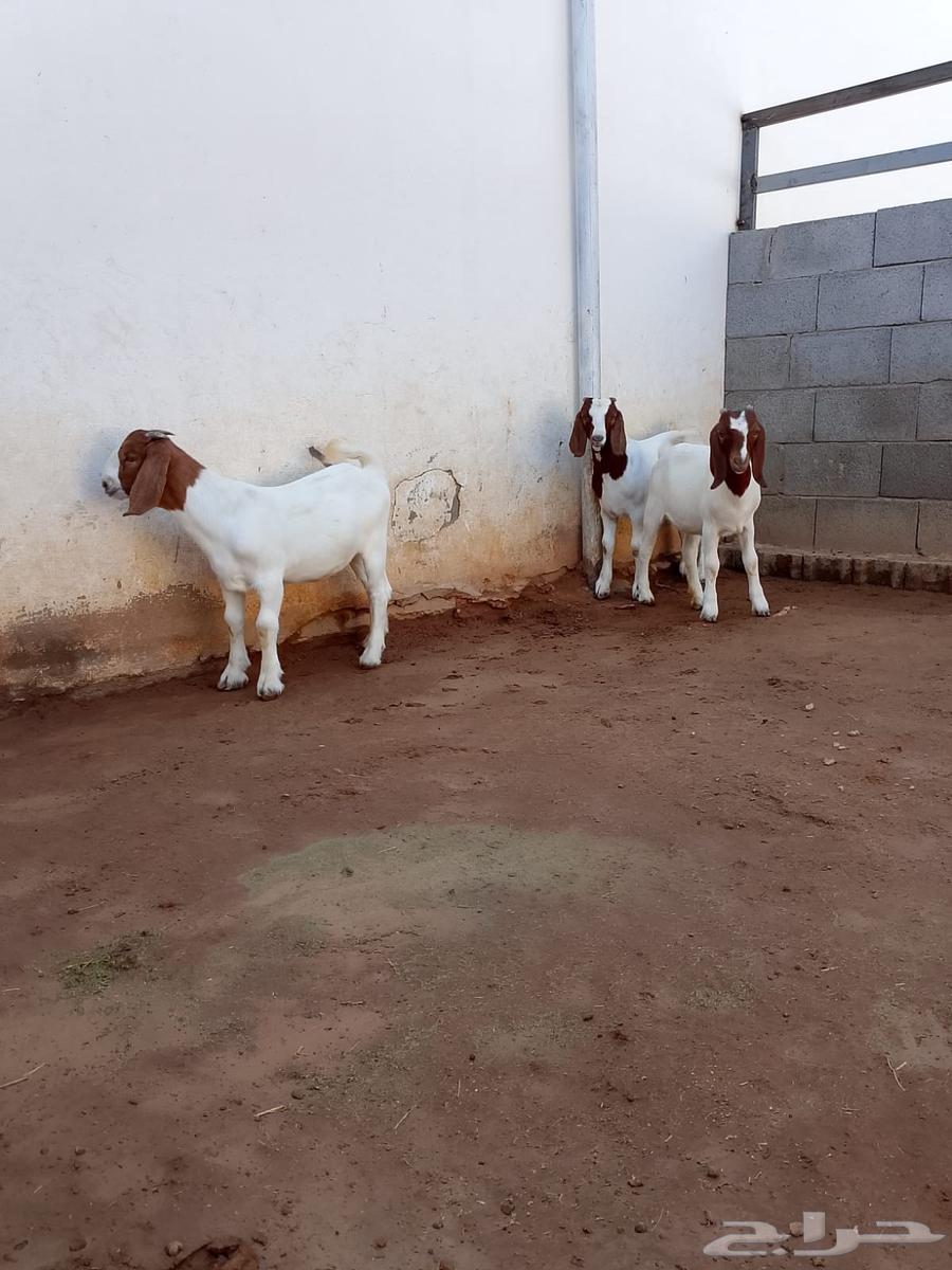 تيس وجفرتين بورقوت64486054560130110