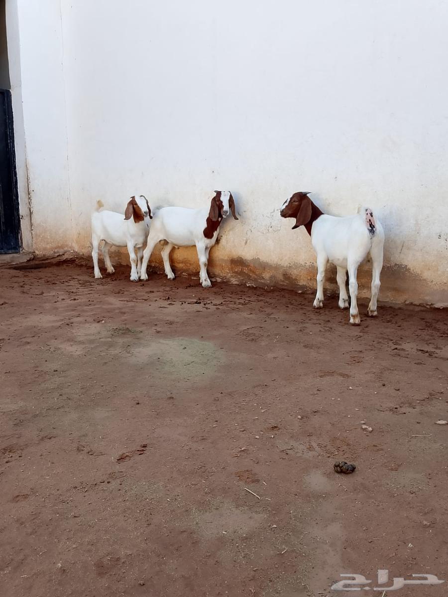 تيس وجفرتين بورقوت64486054560130114