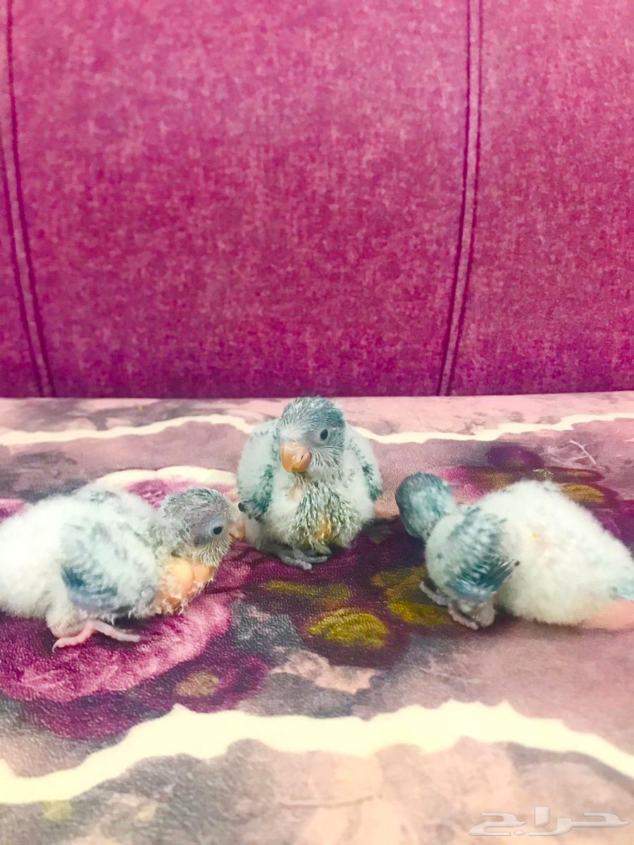 فروخ كويكر(تم البييع)64491008400259114