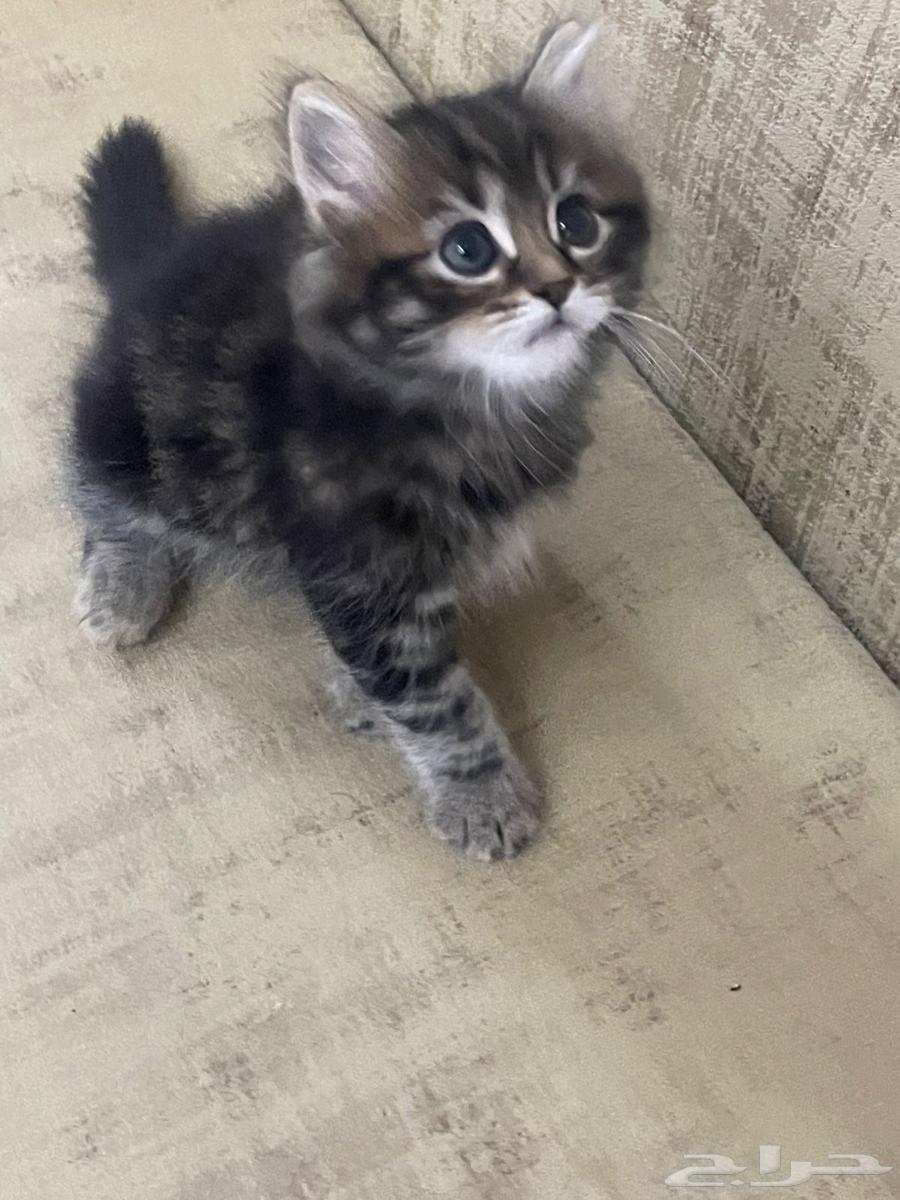 ثلاث قطط للبيع ب350ريال أنثى واثنين ذكر64486744136067111