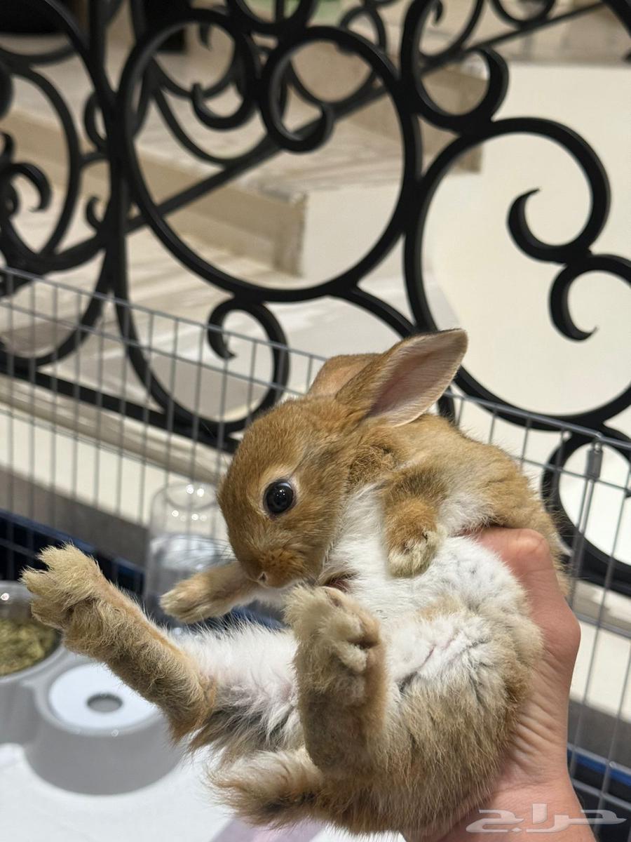 ارنب هولندي64491578292099112