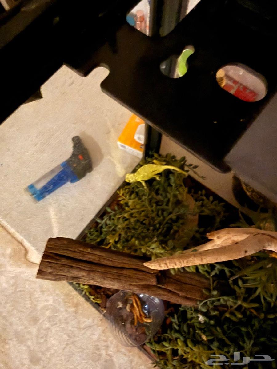 Chameleons and a Sulcata Tortoise64490966274690114