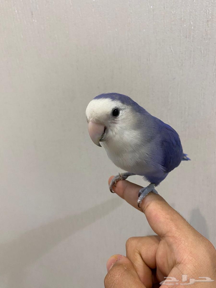 زوج روز للبيع64492622659203110