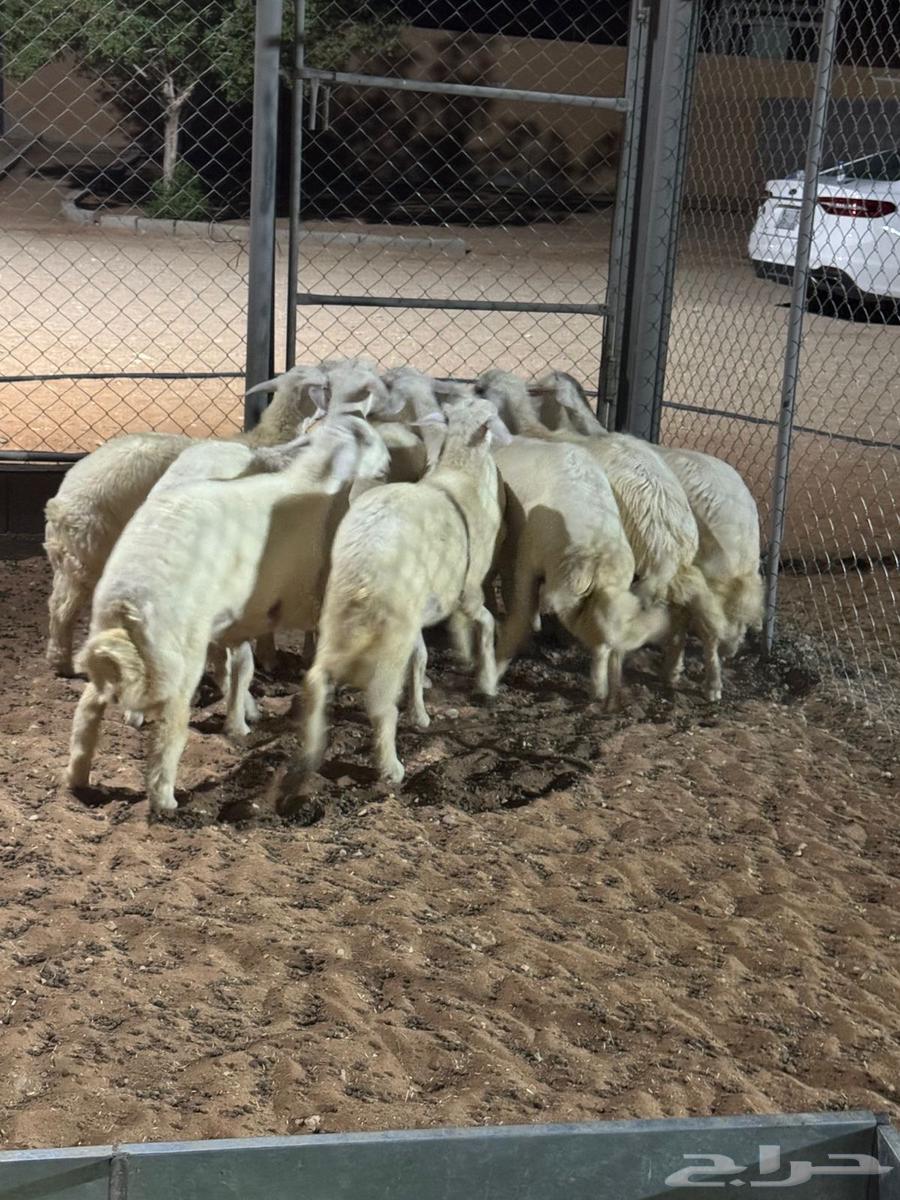 Luxury freedom lambs, back, side, and wool64488947990531110