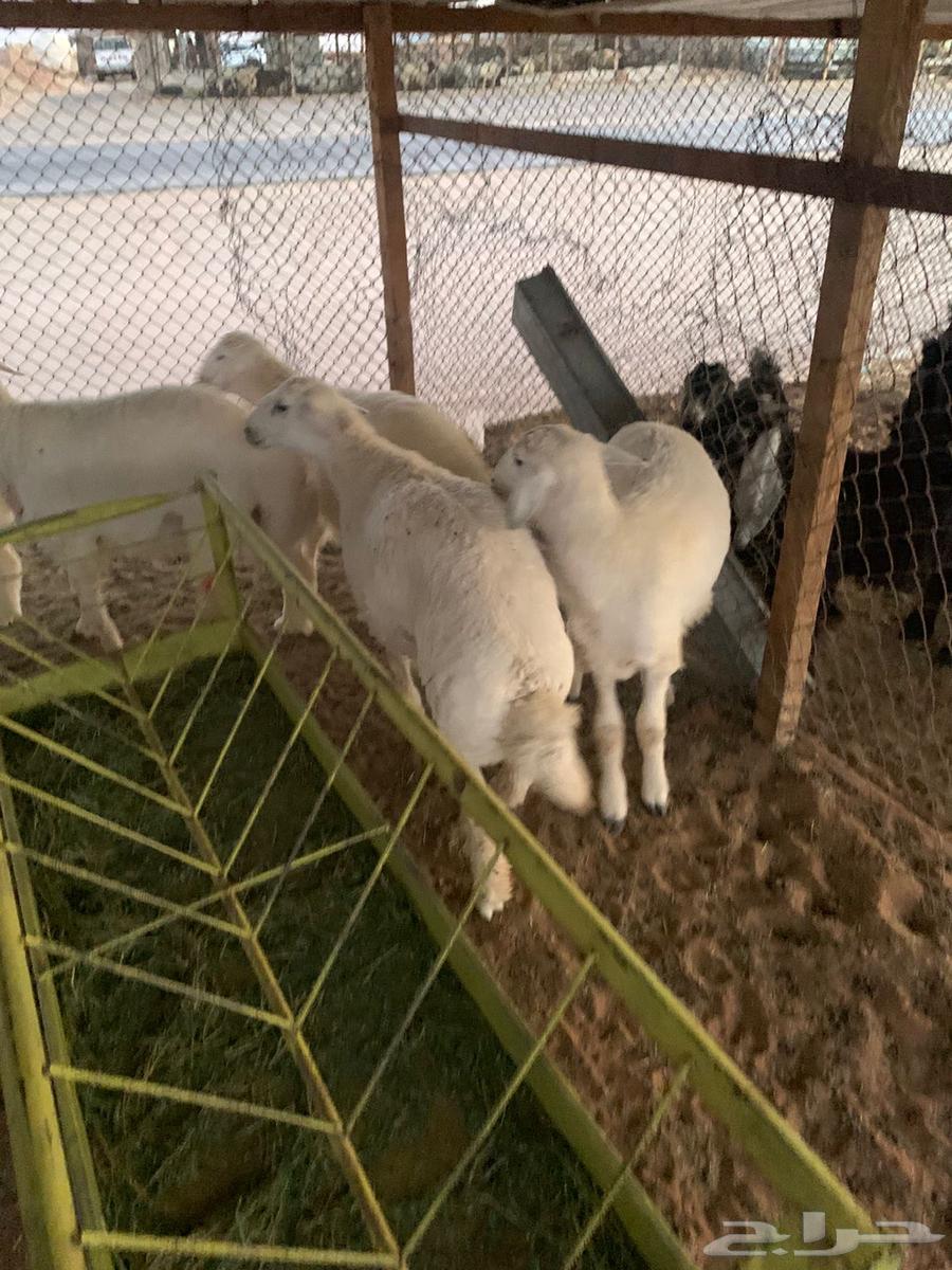 Fresh meat slaughter and delivery service64487897158914114