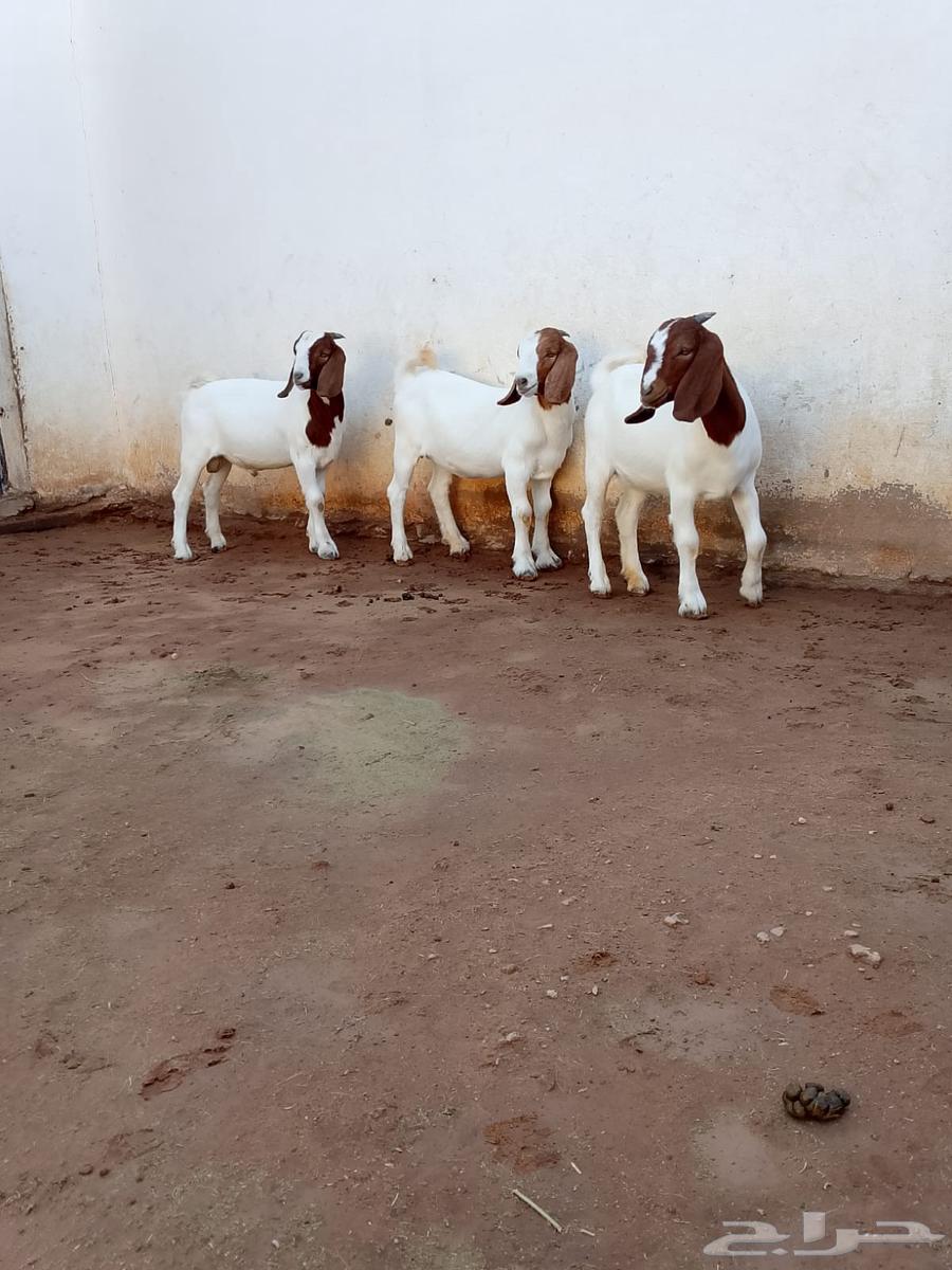 تيس وجفرتين بورقوت64486054560130111