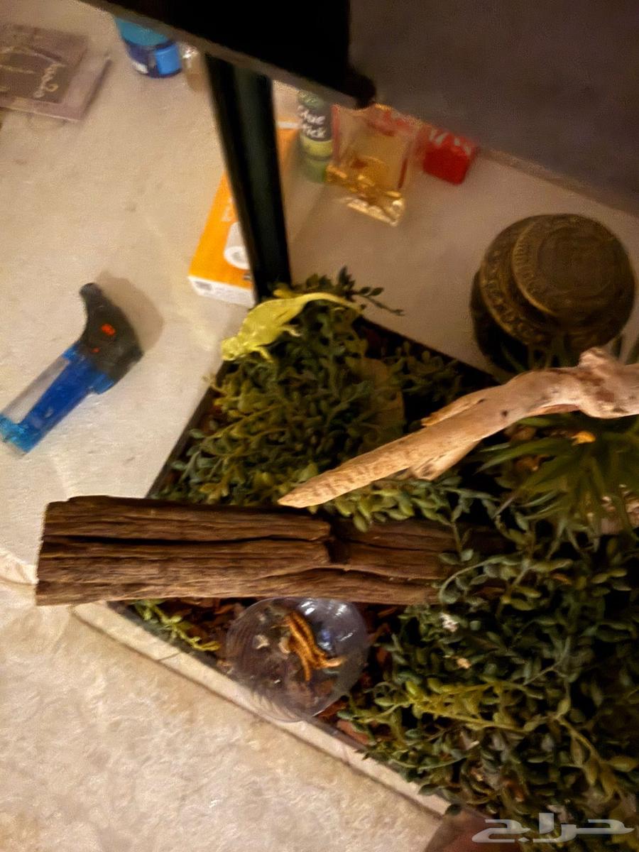 Chameleons and a Sulcata Tortoise64490966274690113