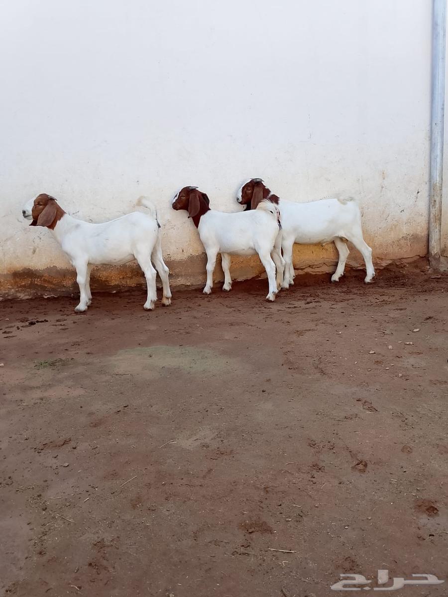 تيس وجفرتين بورقوت64486054560130112