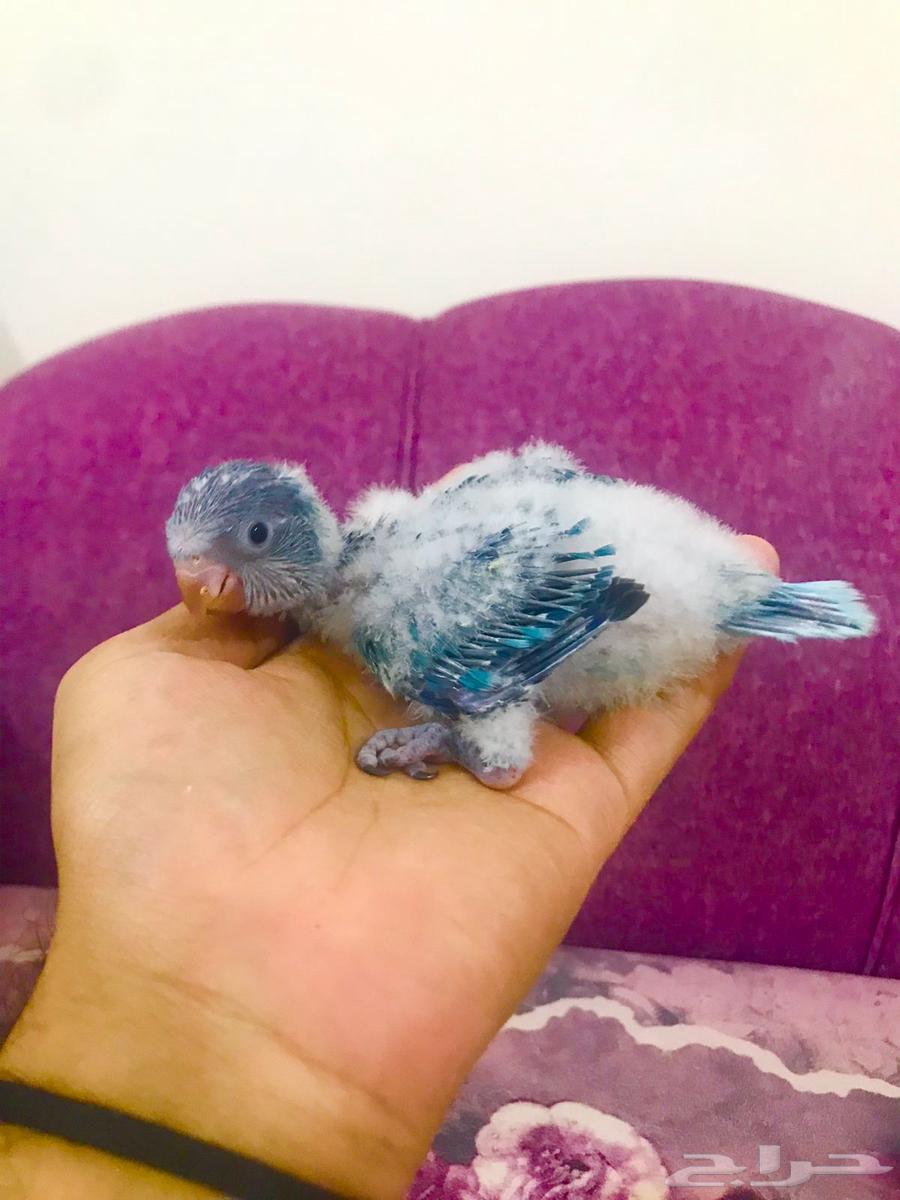 فروخ كويكر(تم البييع)64491008400259111