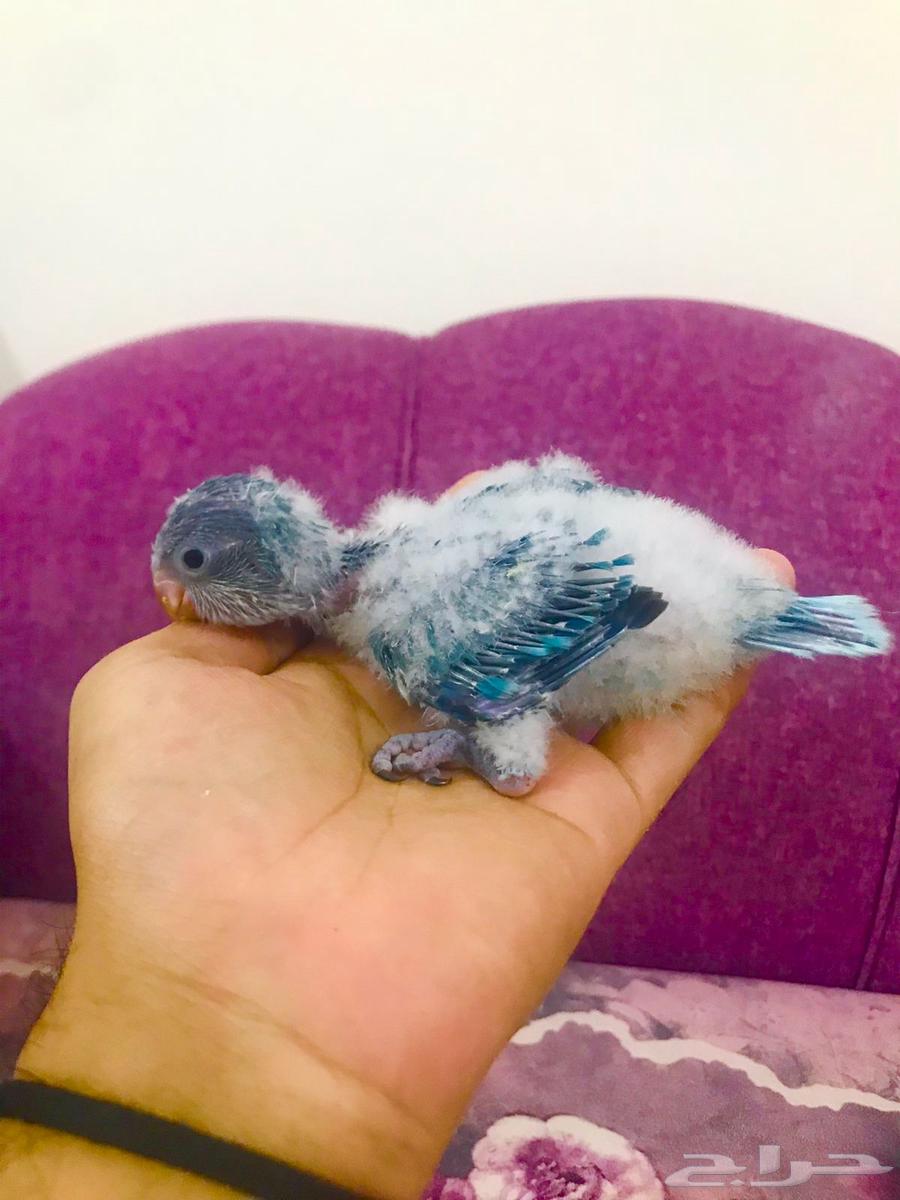 فروخ كويكر(تم البييع)64491008400259113