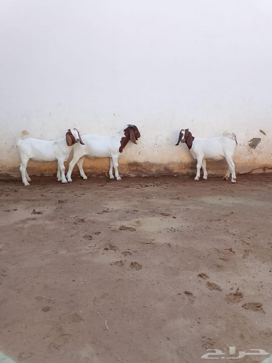 تيس وجفرتين بورقوت64486054560130113