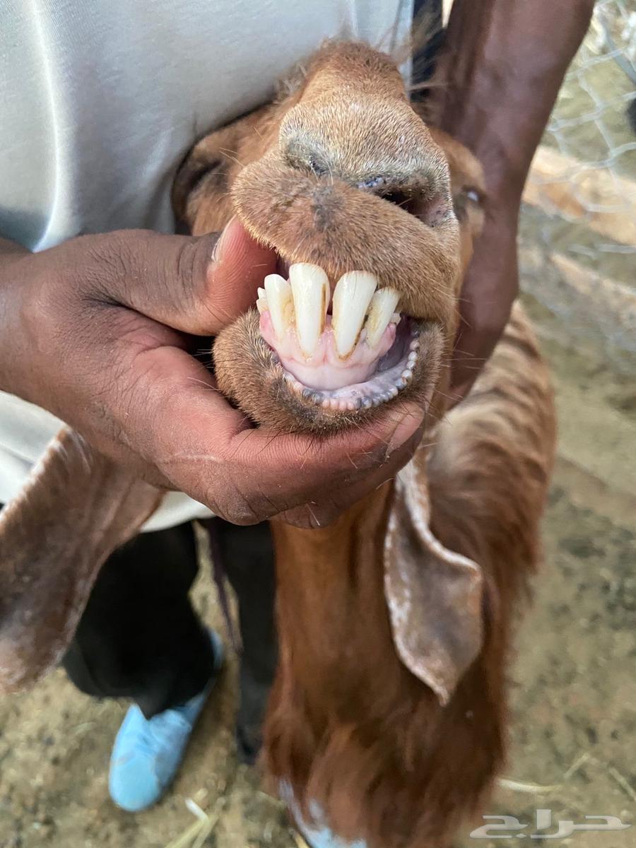 للبيع معزا مراح واحد ( تم البيع )64487897143809114