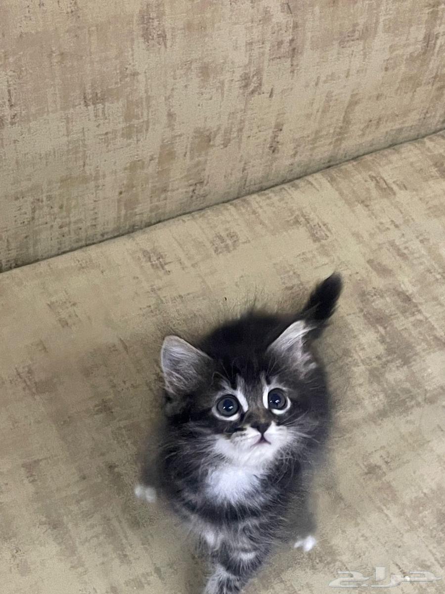 ثلاث قطط للبيع ب350ريال أنثى واثنين ذكر64486744136067113
