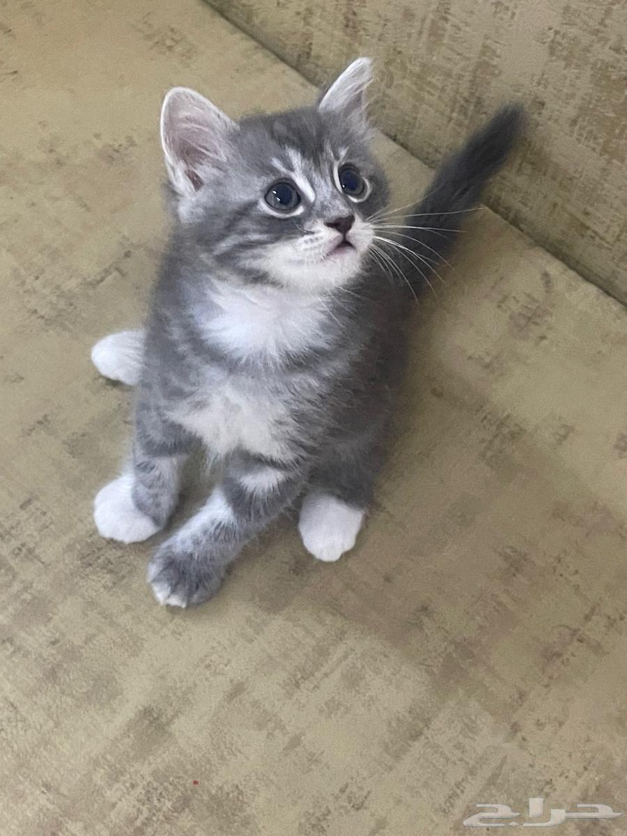 ثلاث قطط للبيع ب350ريال أنثى واثنين ذكر64486744136067112