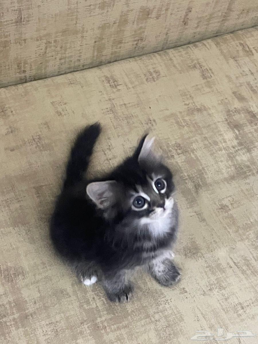 ثلاث قطط للبيع ب350ريال أنثى واثنين ذكر64486744136067110