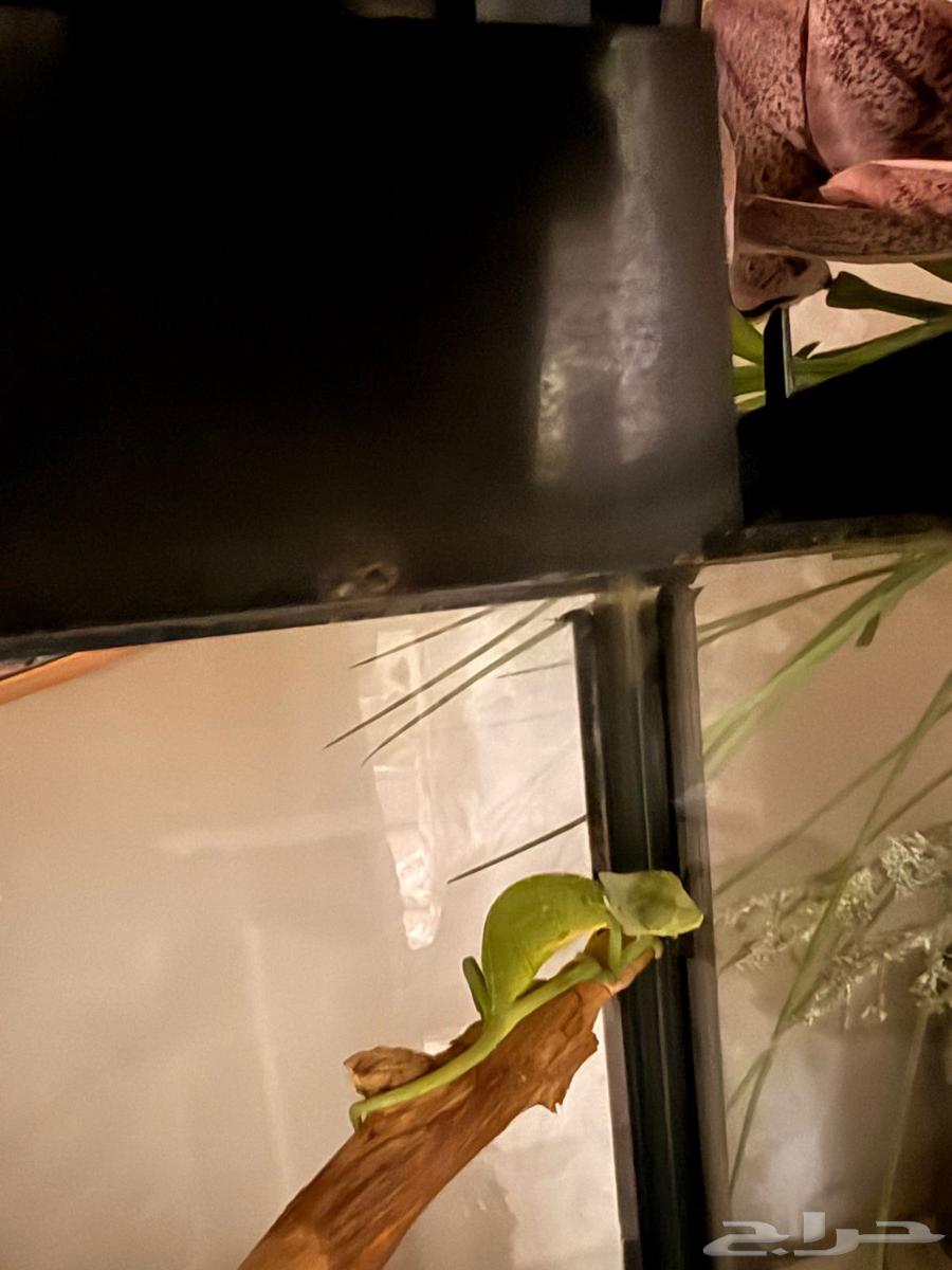 Chameleons and a Sulcata Tortoise64490966274690112