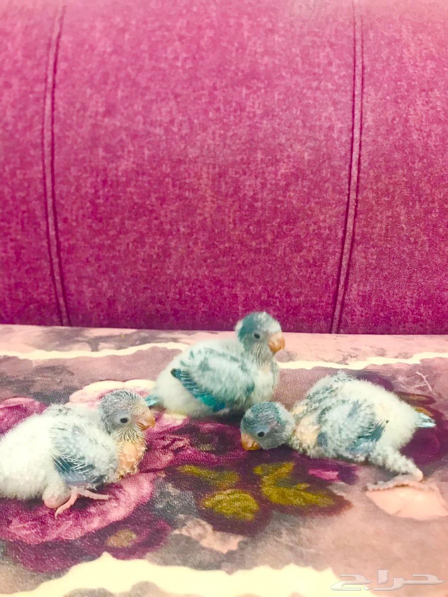 فروخ كويكر(تم البييع)64491008400259110