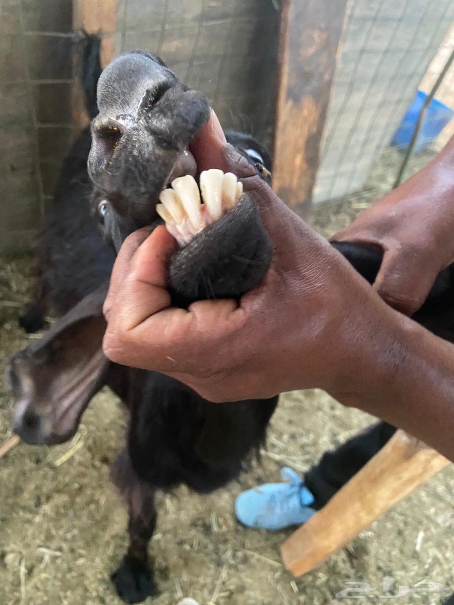 للبيع معزا مراح واحد ( تم البيع )64487897143809112