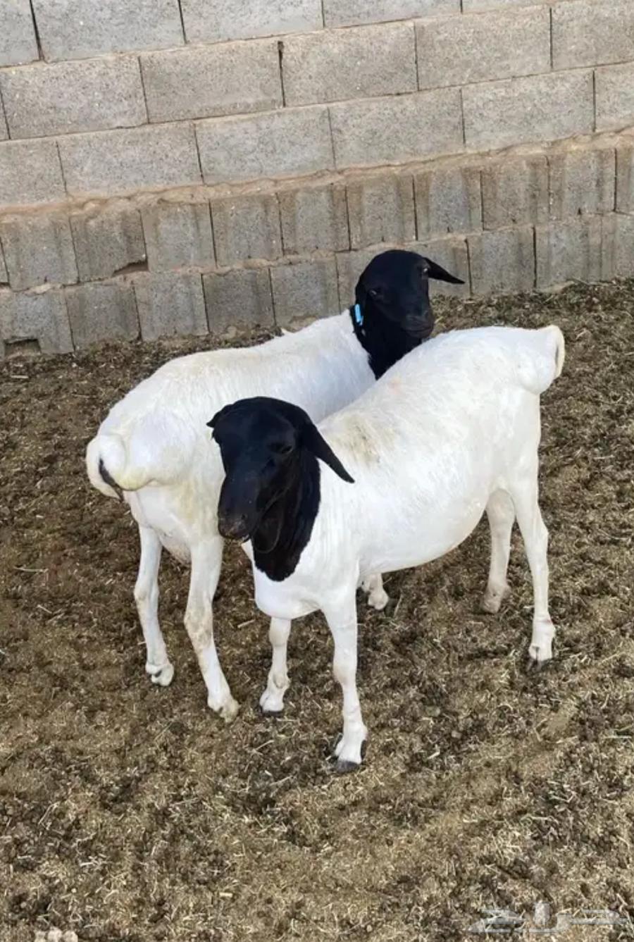 Clean equal-sized lambs with clean pens related to 4 months of feed64497124079235111