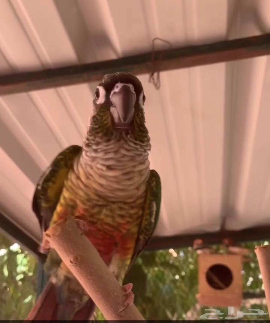 كنيور يلو سايد64492974970114112