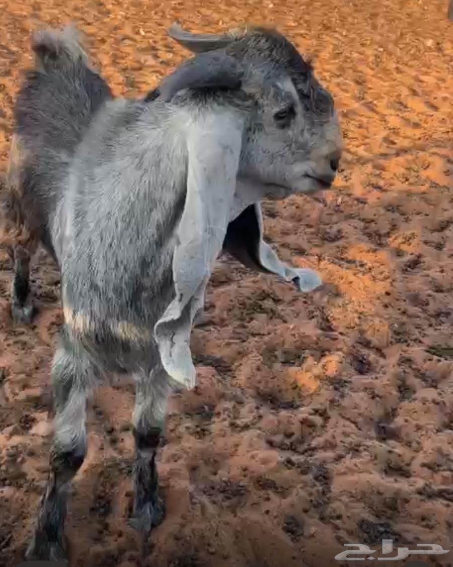 تيس طيب وخصم مشروع فحل64494652949761110