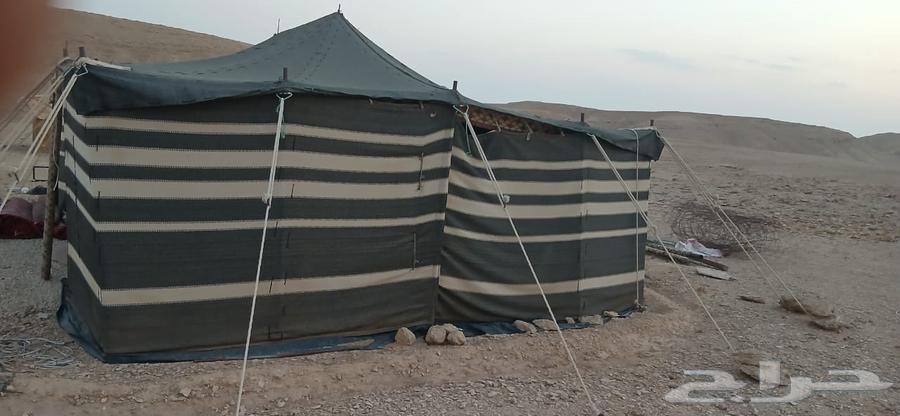 بيت شعر للبيع64486496808962113