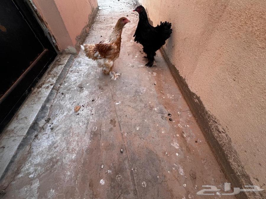 للبيع دجاج براهما اصلي64492257739905110