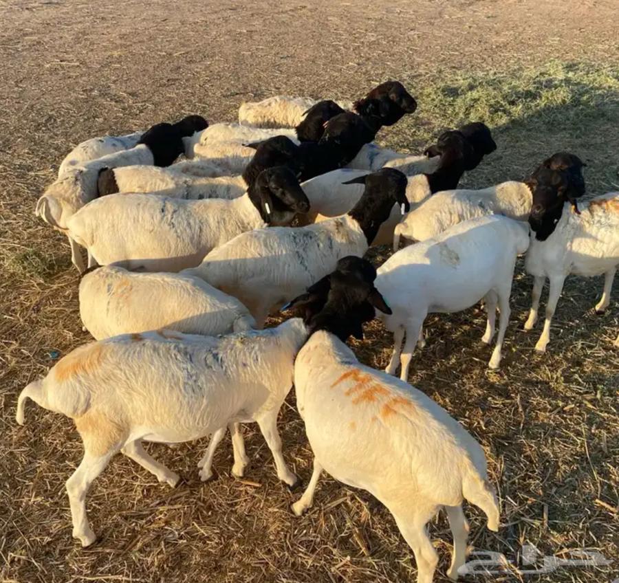 Clean equal-sized lambs with clean pens related to 4 months of feed64497124079235114