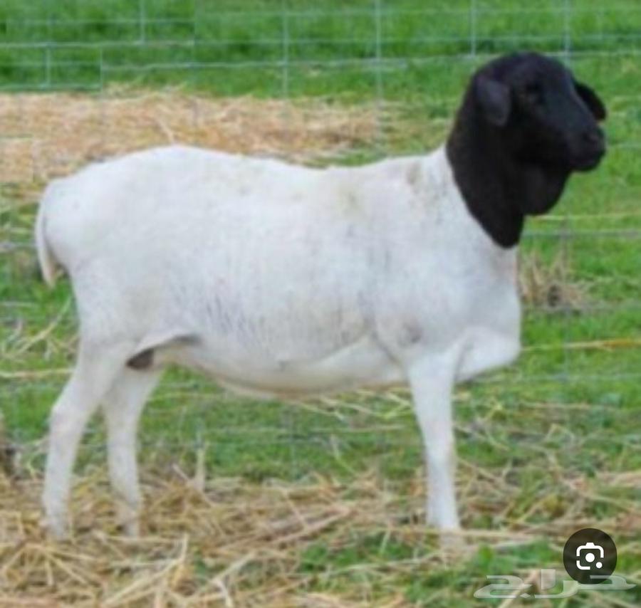 Clean equal-sized lambs with clean pens related to 4 months of feed64497124079235110