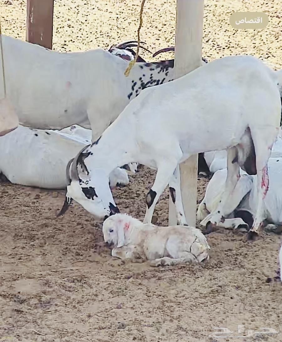 بيشيه منتوج بنت نيوم ولد الجذع ( تم البيع ) خارج حراج64488160164098111