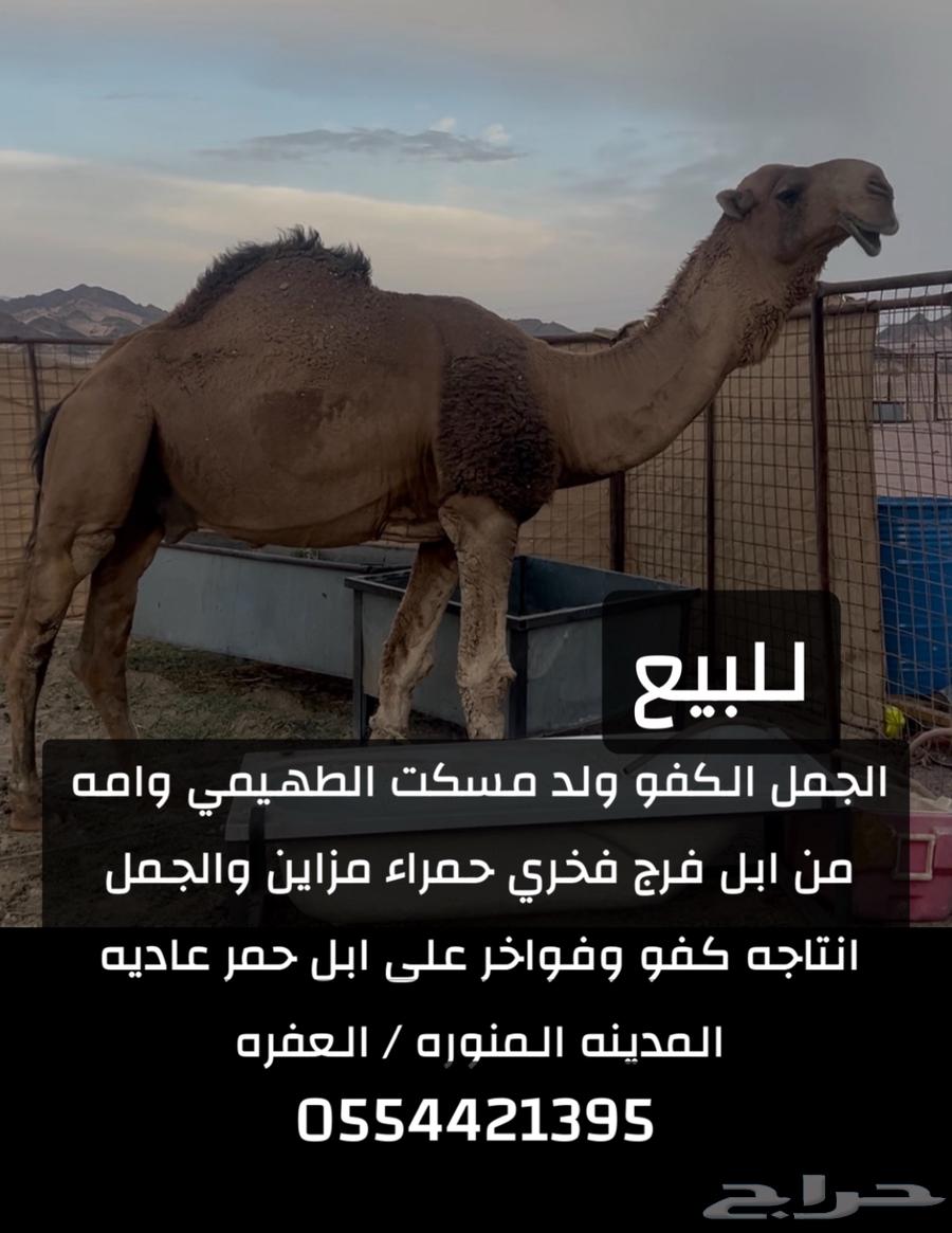 Red stud camel64488339900289110