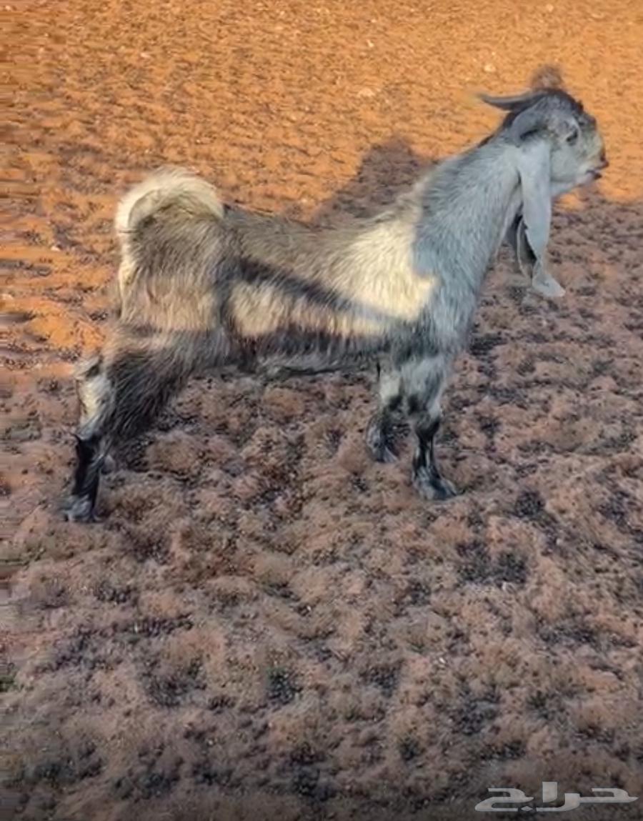 تيس طيب وخصم مشروع فحل64494652949761111