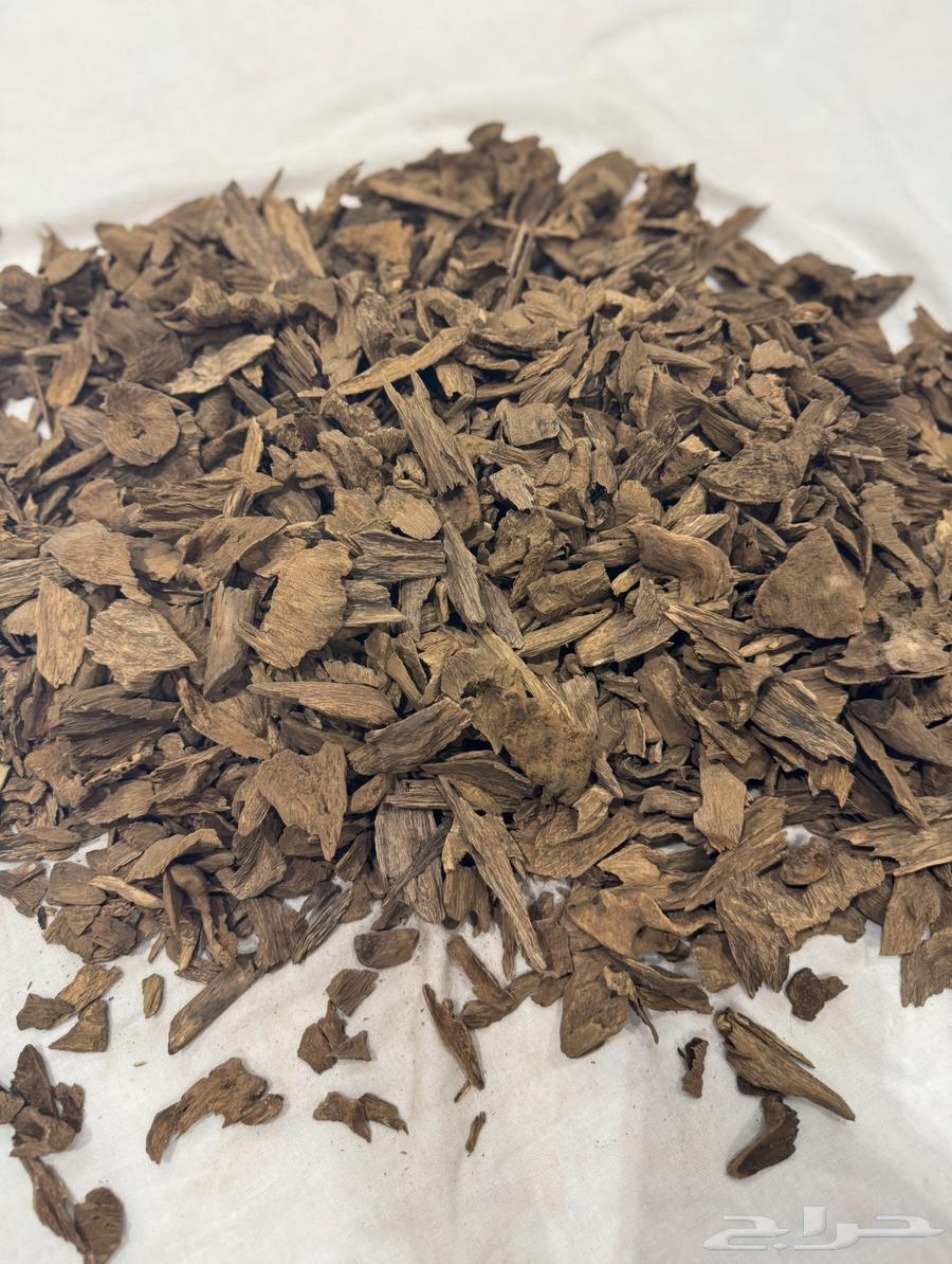 عود كلمنتان مالينو غابة منتران سوبر مرتفع64486593093763111