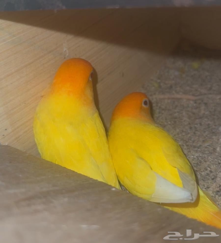 Daily Couple64493191318402111