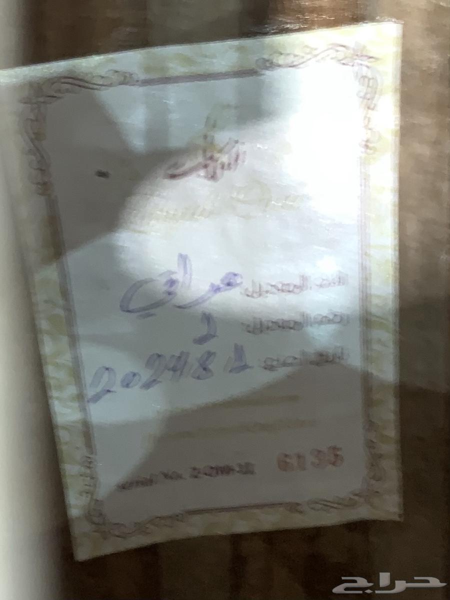 عود زرياب64486413333121111