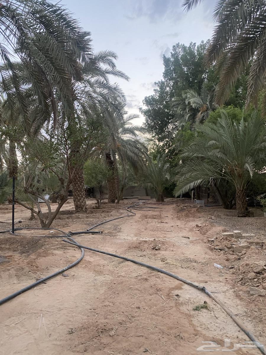 نخل طوال عدد 20 سلج وخضري64493314124545110