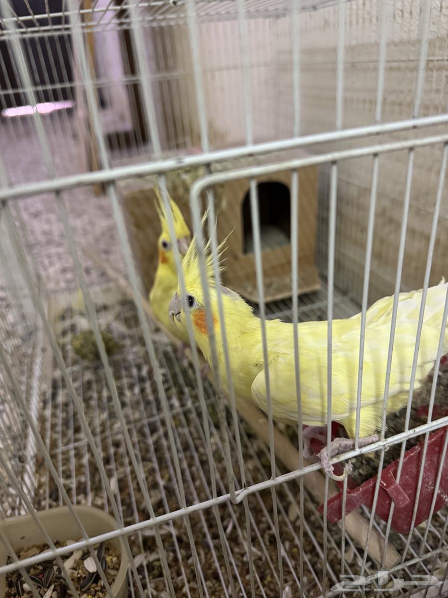 درة هندي للبيع وتاخذ معه 2 كروان هدية64493823403010114