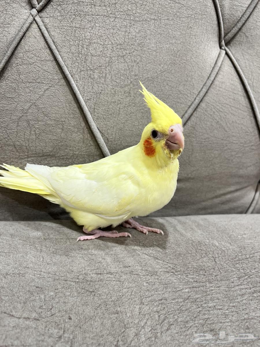 End of Ghur Crowan bird64486675188099110