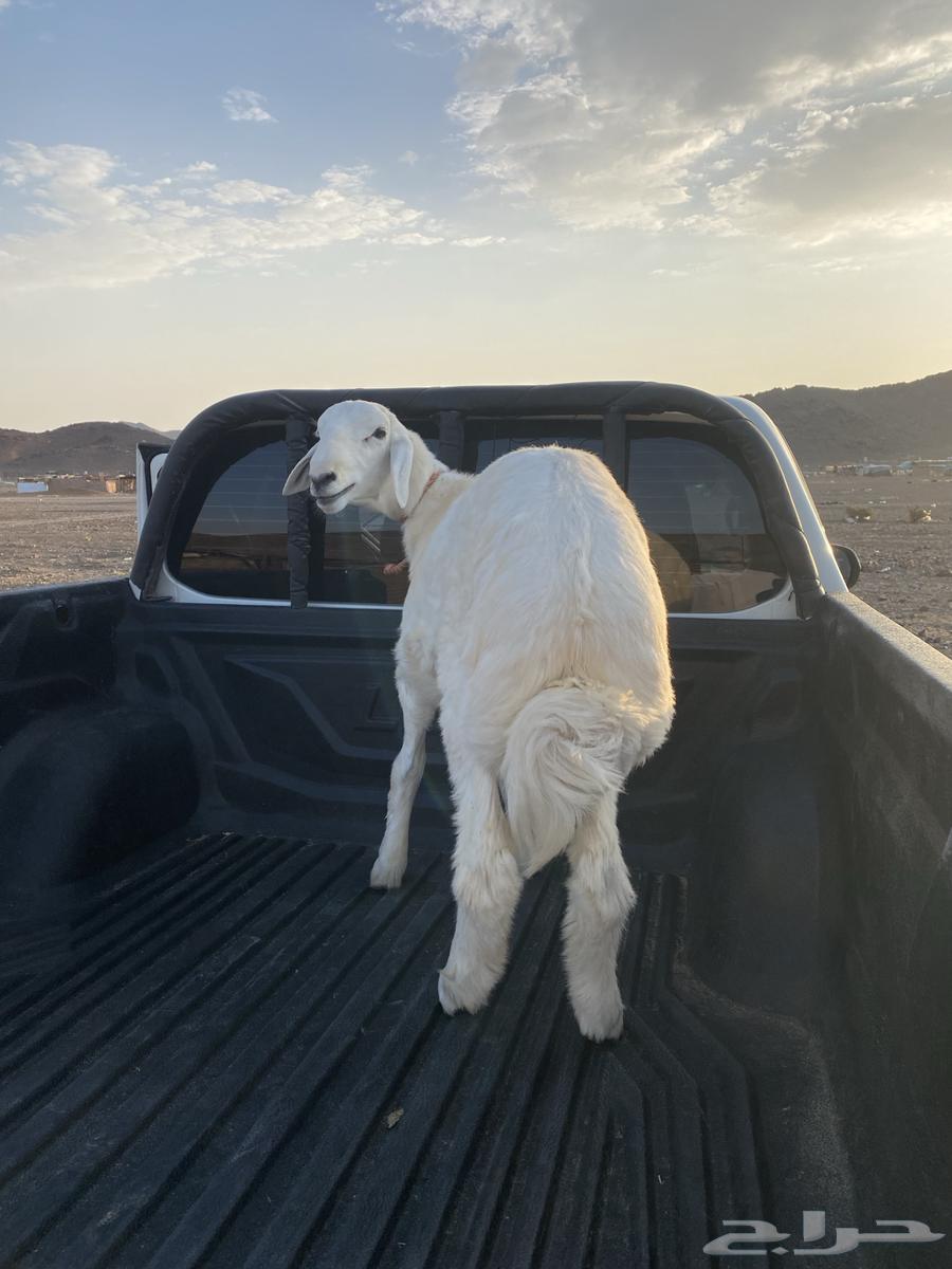 Gabr Lamb64487608998785111