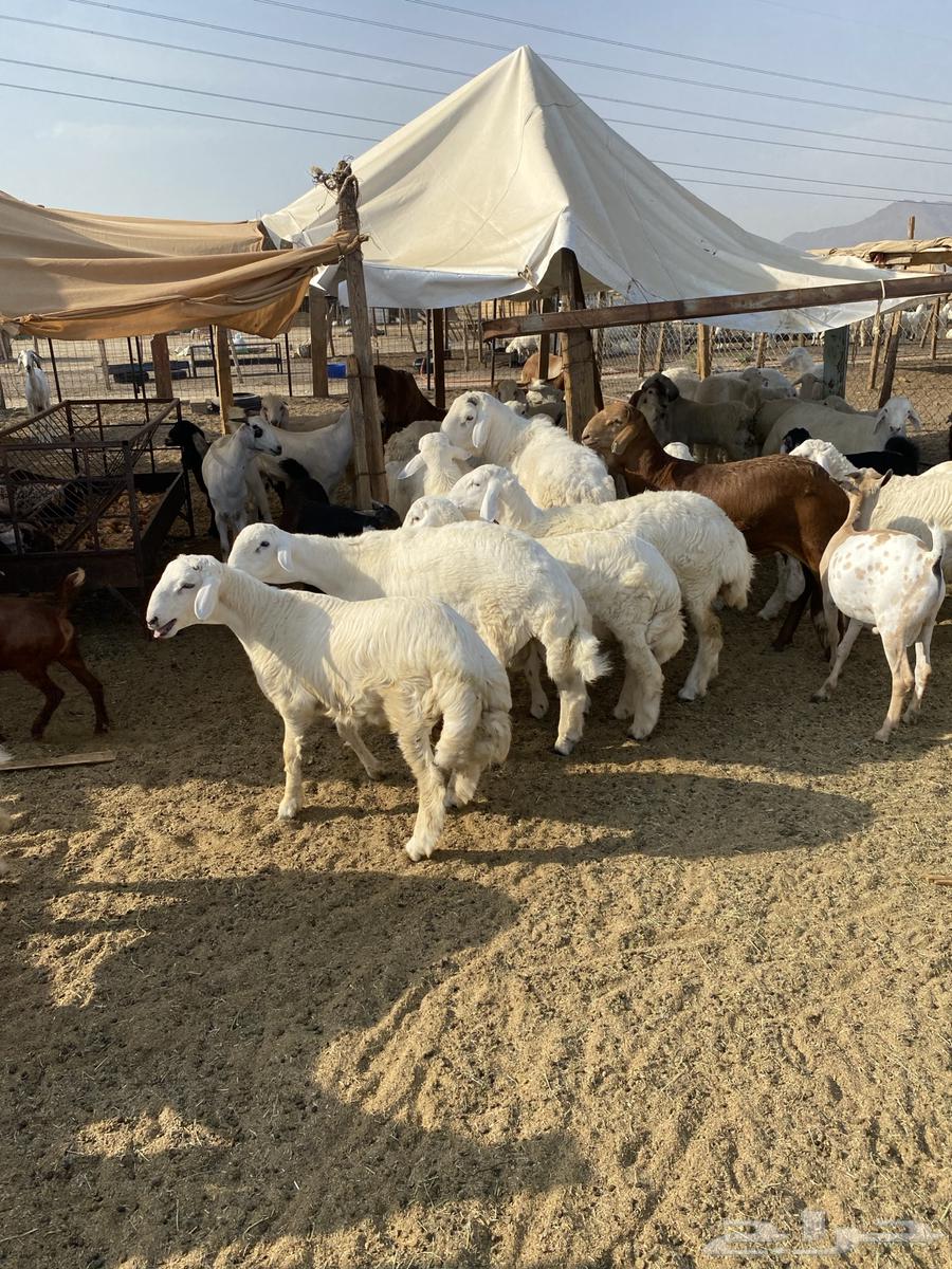 طليان نظيف كل شحم64487828144643110