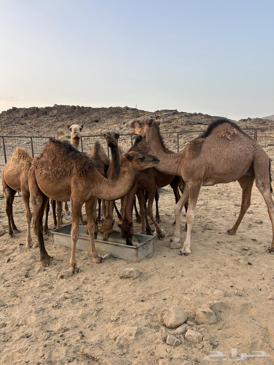 قعدان للبيع64492663444482110