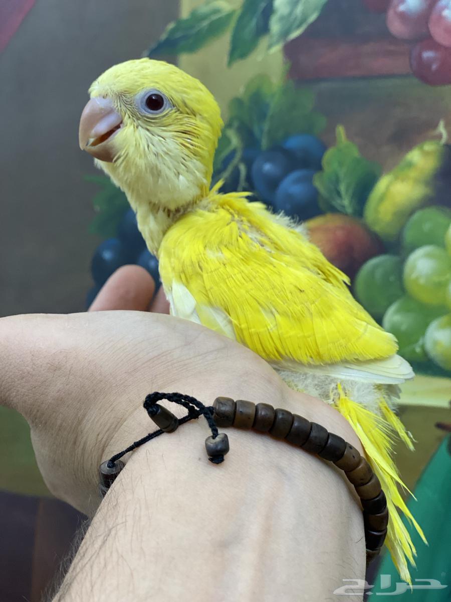 Farkh Quaker64486716425089112