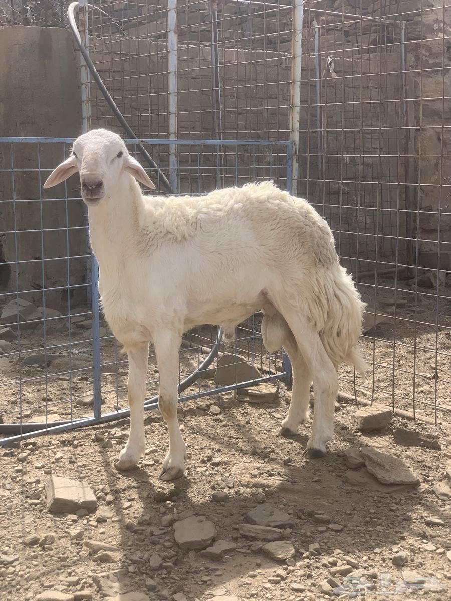 Stallion for conditional free sale64487387880195113