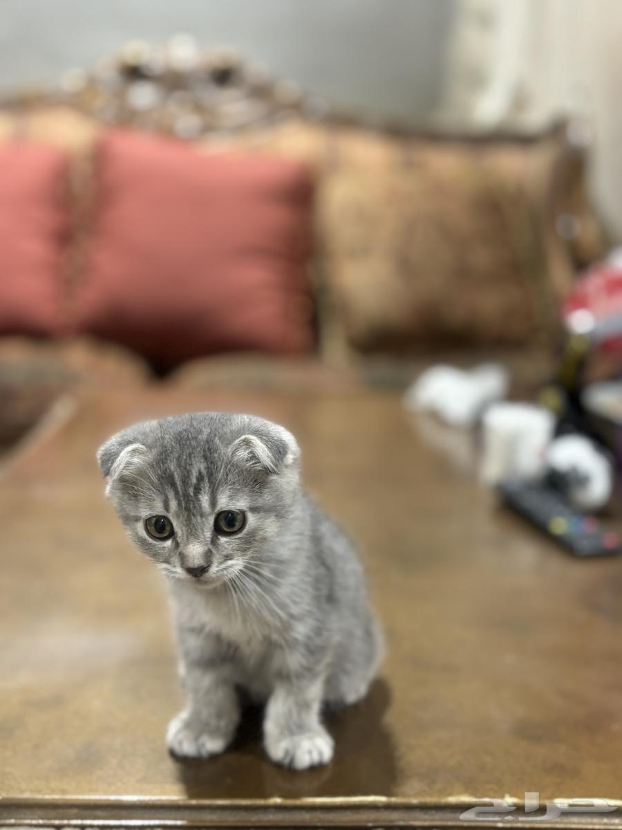 كيتين سكوتش فولد للبيع64493573054339110